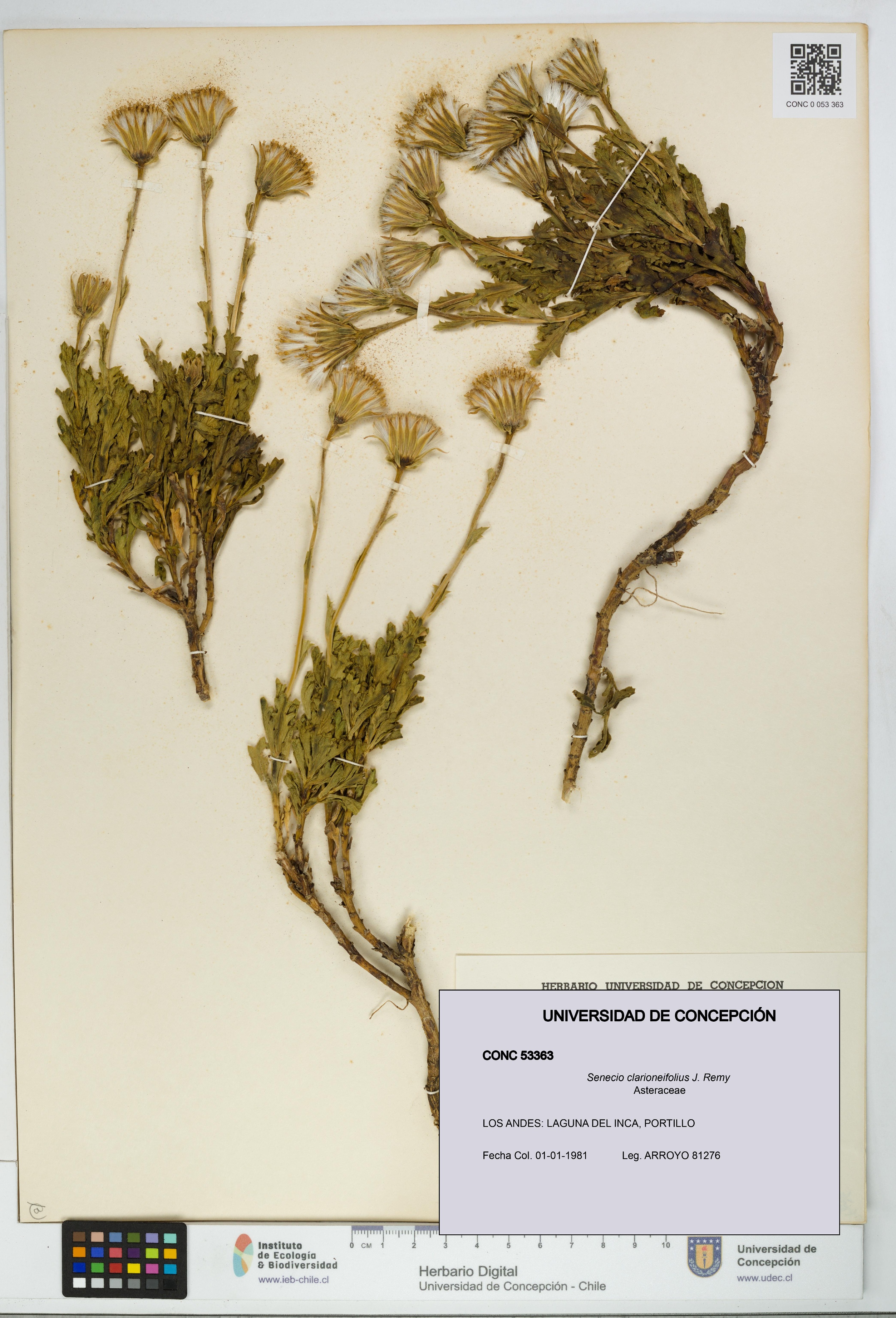 Senecio clarioneifolius [Espécimen: UDEC:CONC:0053363]