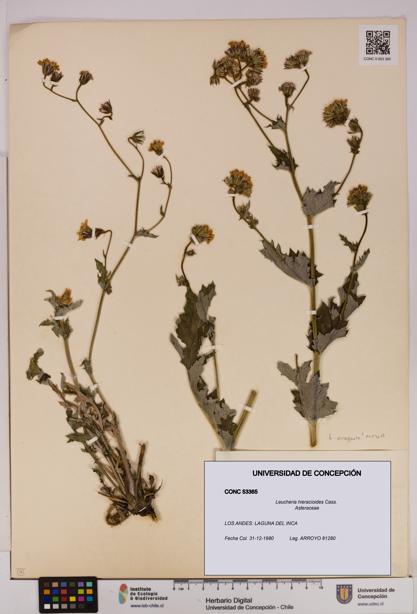 Leucheria hieracioides [Espécimen: UDEC:CONC:0053365]