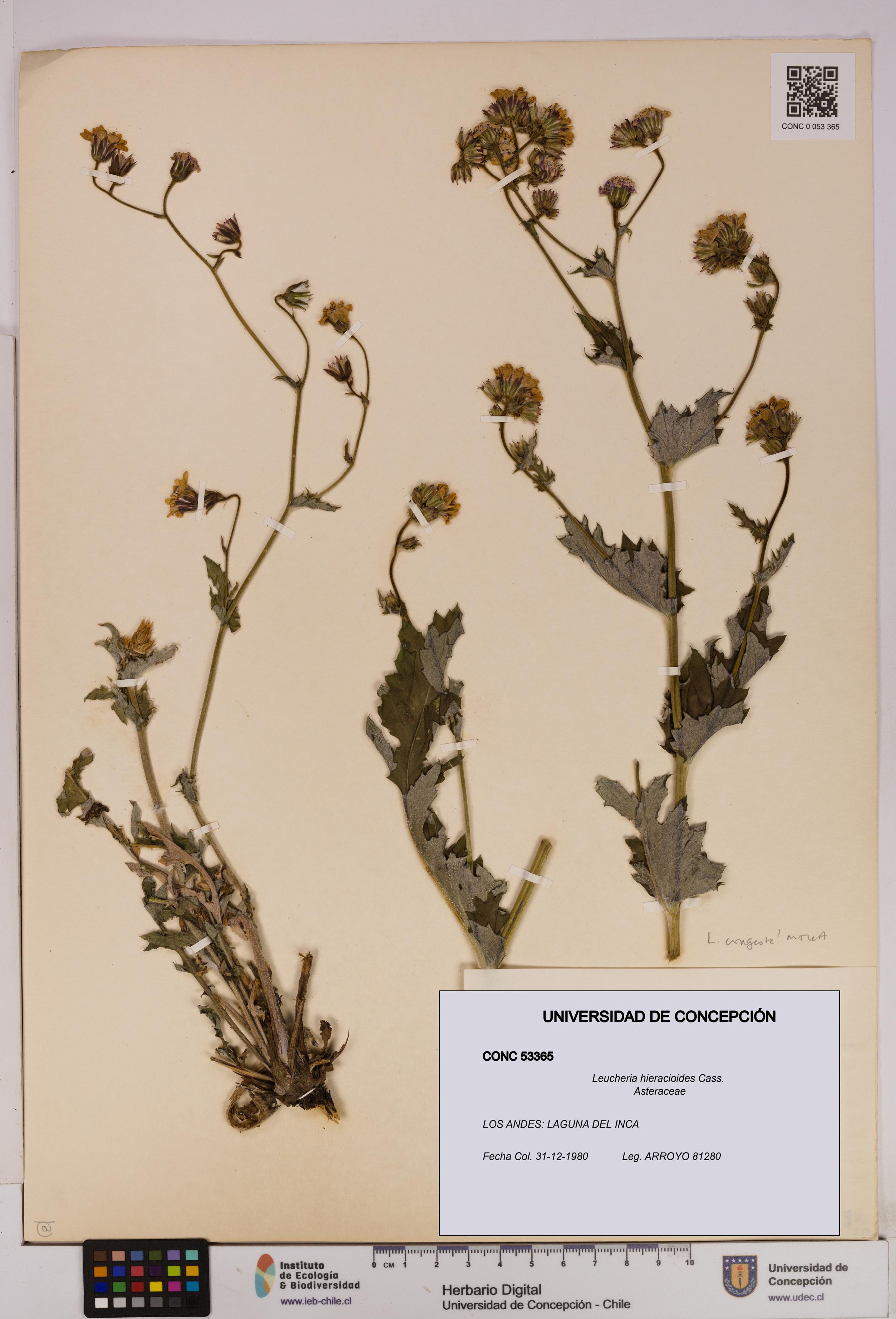 Leucheria hieracioides [Espécimen: UDEC:CONC:0053365]
