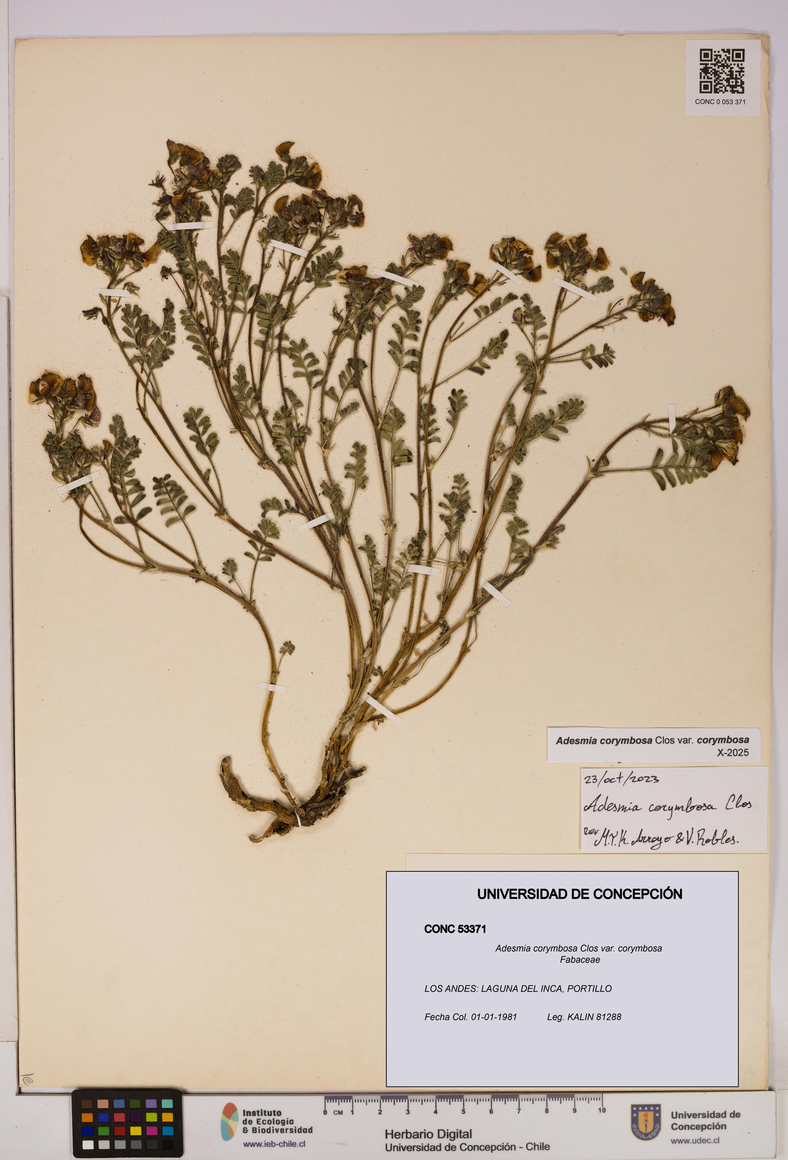 Adesmia corymbosa var. corymbosa [Espécimen: UDEC:CONC:0053371]