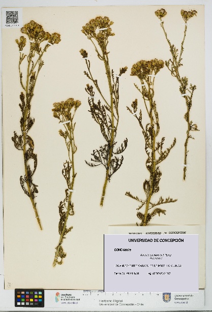 Senecio eruciformis [Espécimen: UDEC:CONC:0053379]