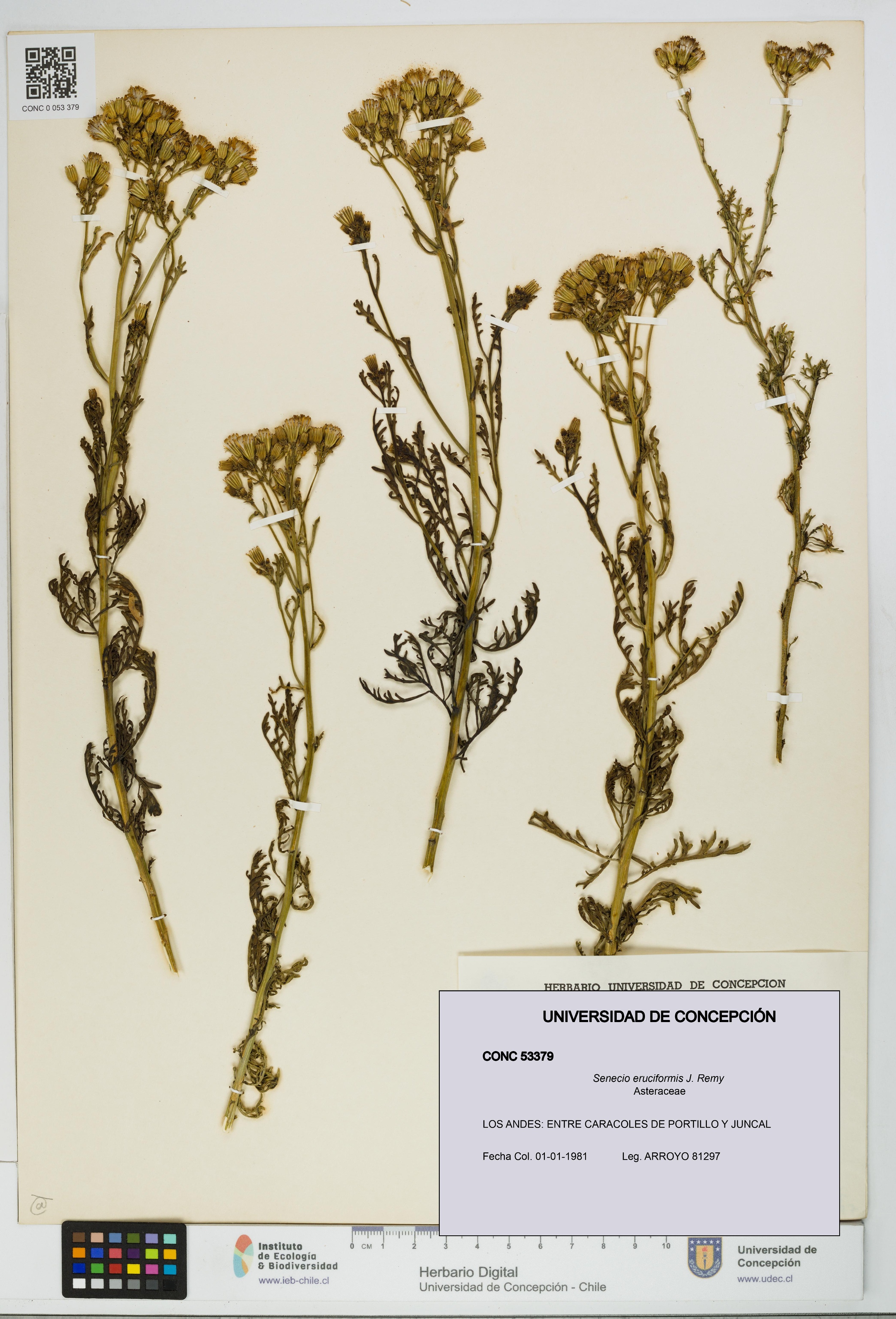 Senecio eruciformis [Espécimen: UDEC:CONC:0053379]