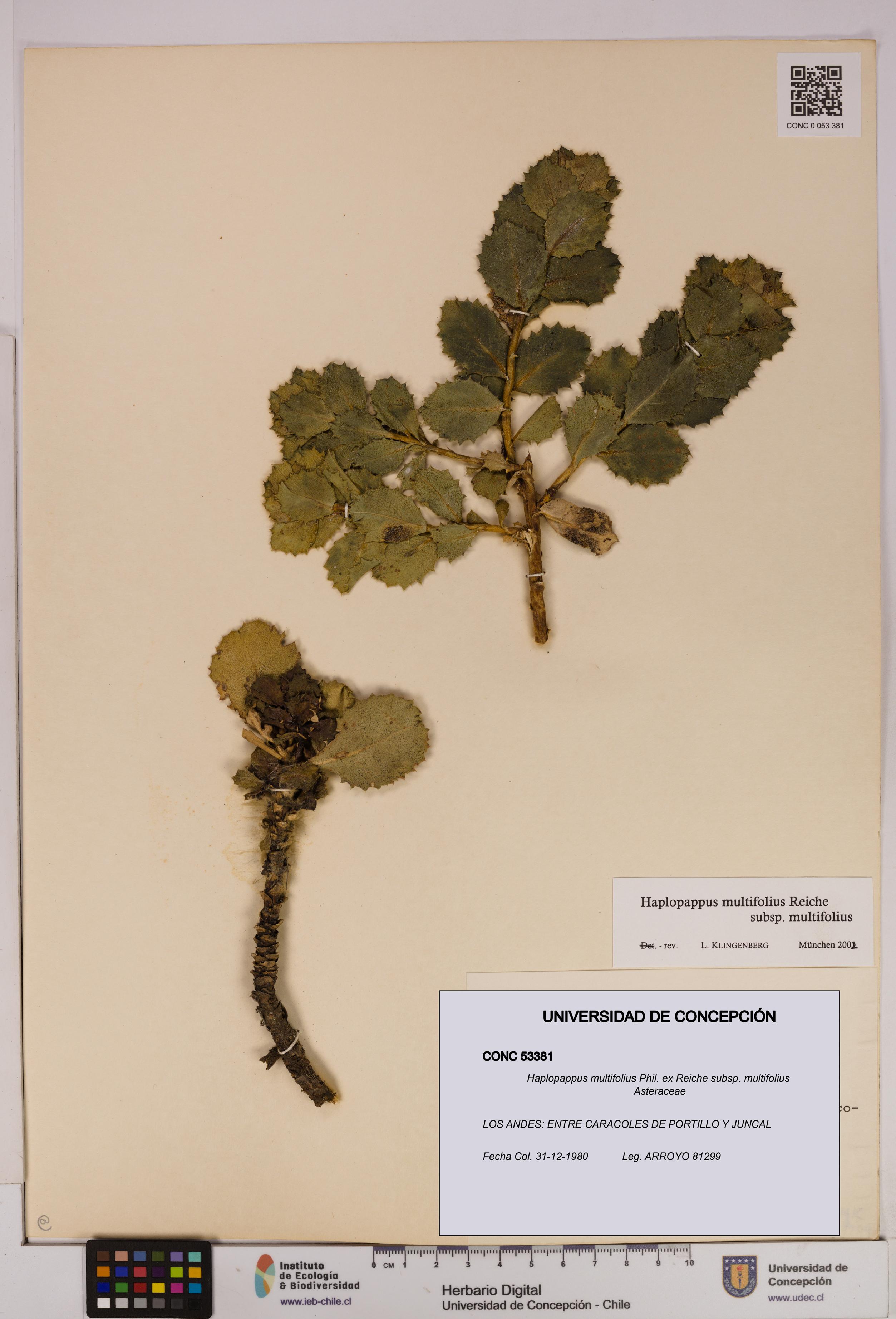 Haplopappus multifolius subsp. multifolius [Espécimen: UDEC:CONC:0053381]