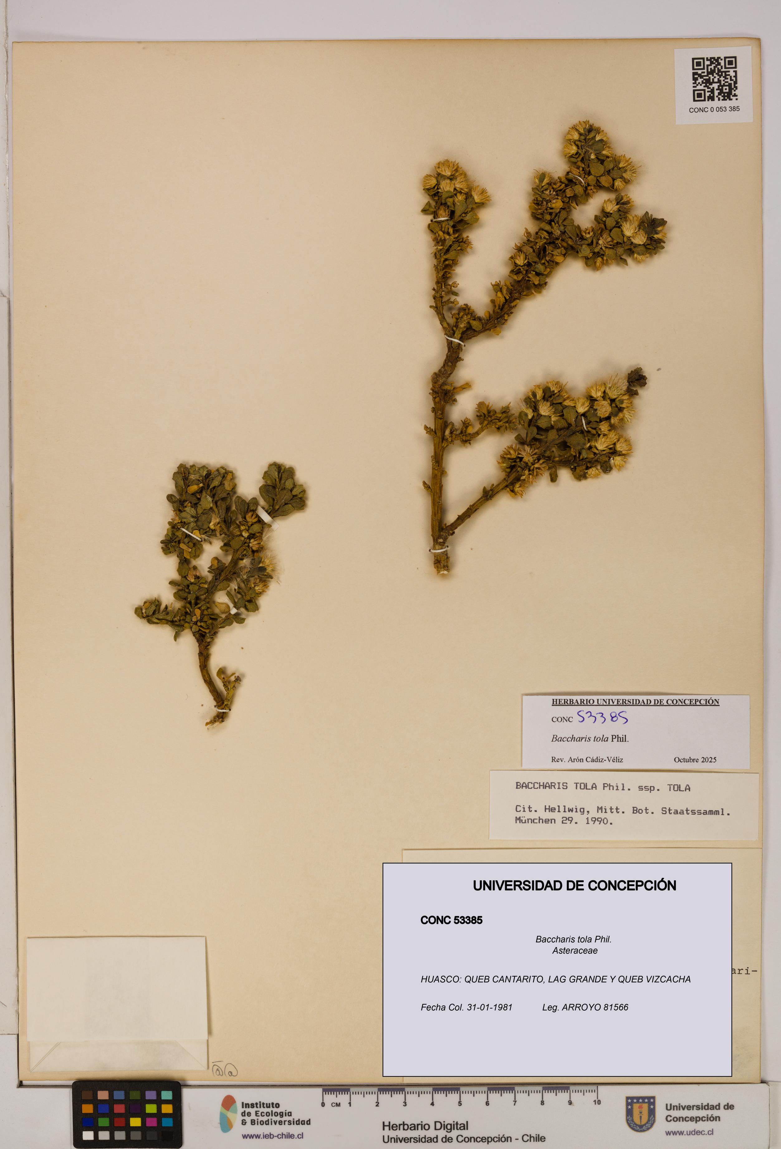 Baccharis tola [Espécimen: UDEC:CONC:0053385]