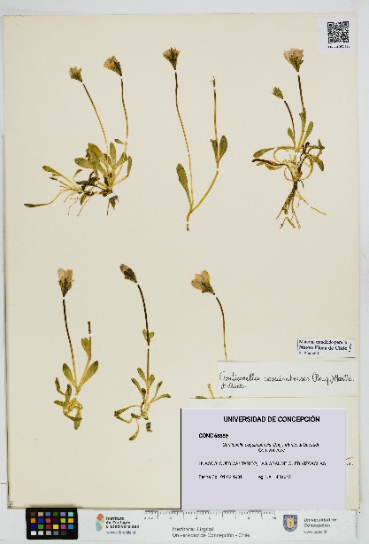 Gentianella coquimbensis [Espécimen: UDEC:CONC:0053389]