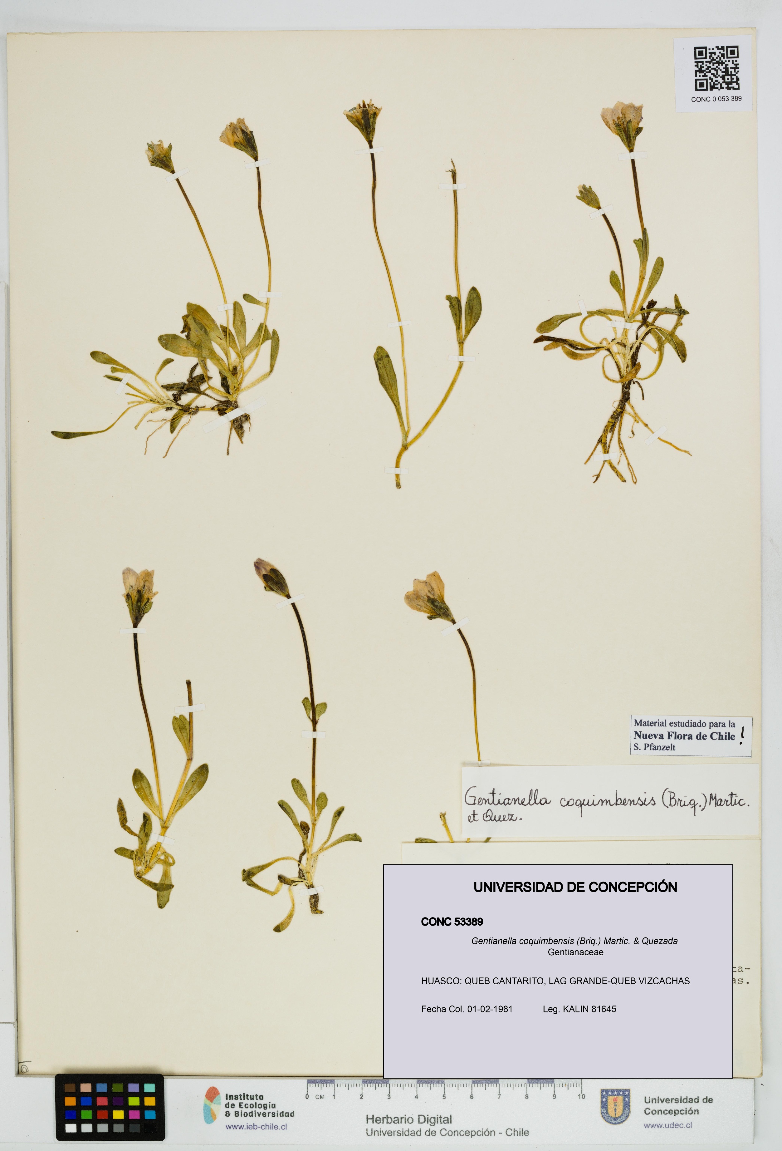 Gentianella coquimbensis [Espécimen: UDEC:CONC:0053389]