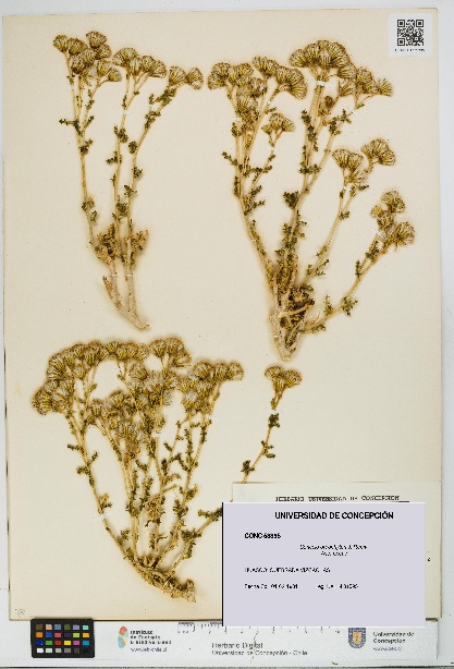 Senecio oreophyton [Espécimen: UDEC:CONC:0053395]