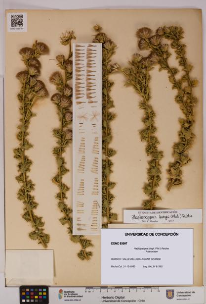 Haplopappus kingii [Espécimen: UDEC:CONC:0053397]
