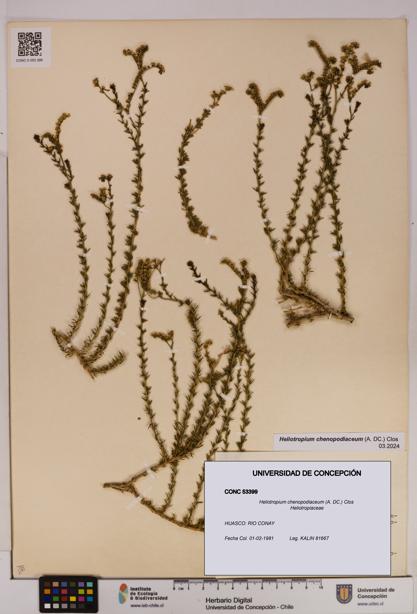 Heliotropium chenopodiaceum [Espécimen: UDEC:CONC:0053399]