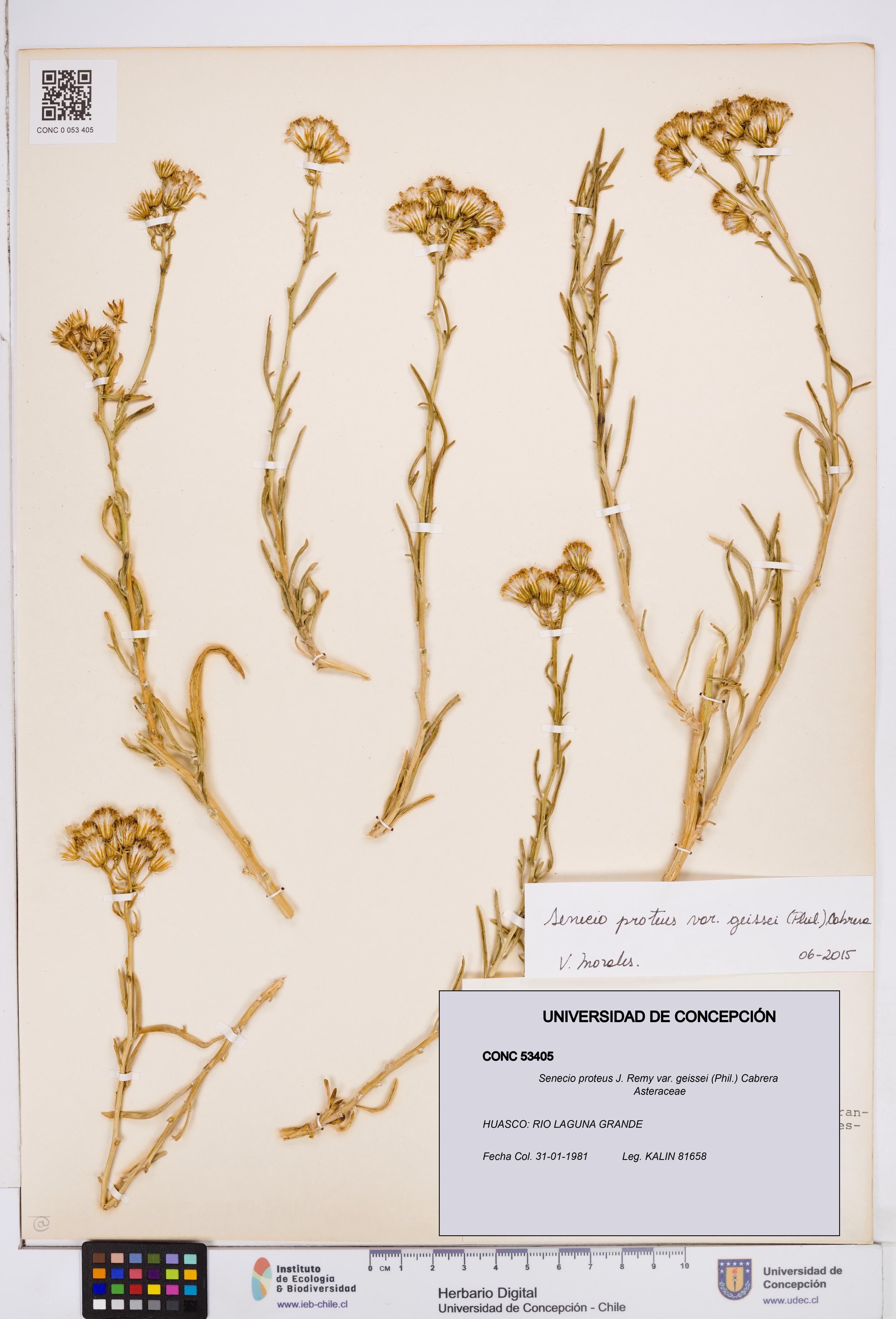 Senecio proteus var. geissei [Espécimen: ]