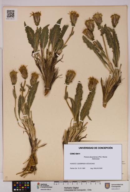 Perezia atacamensis [Espécimen: UDEC:CONC:0053411]