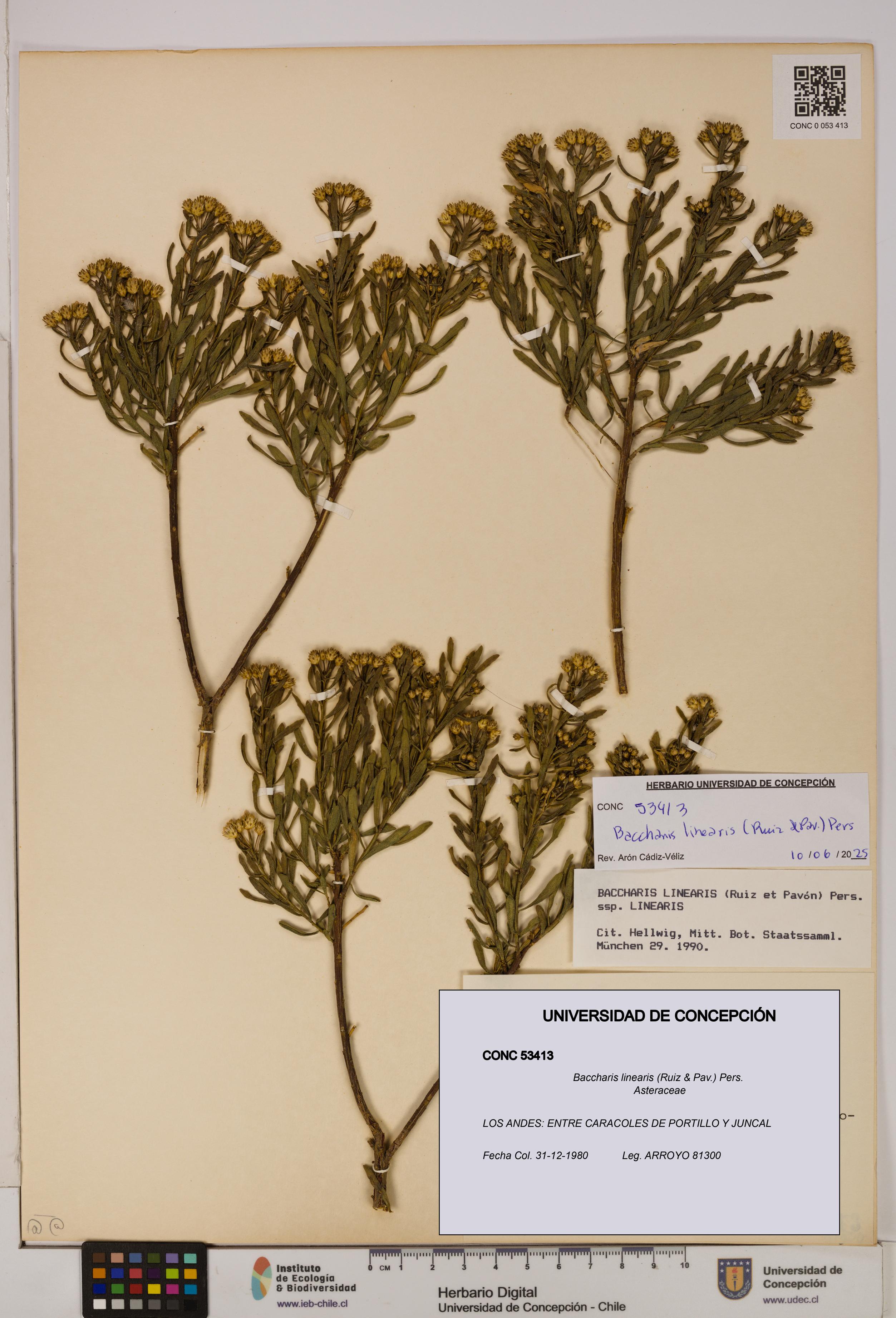 Baccharis linearis [Espécimen: UDEC:CONC:0053413]