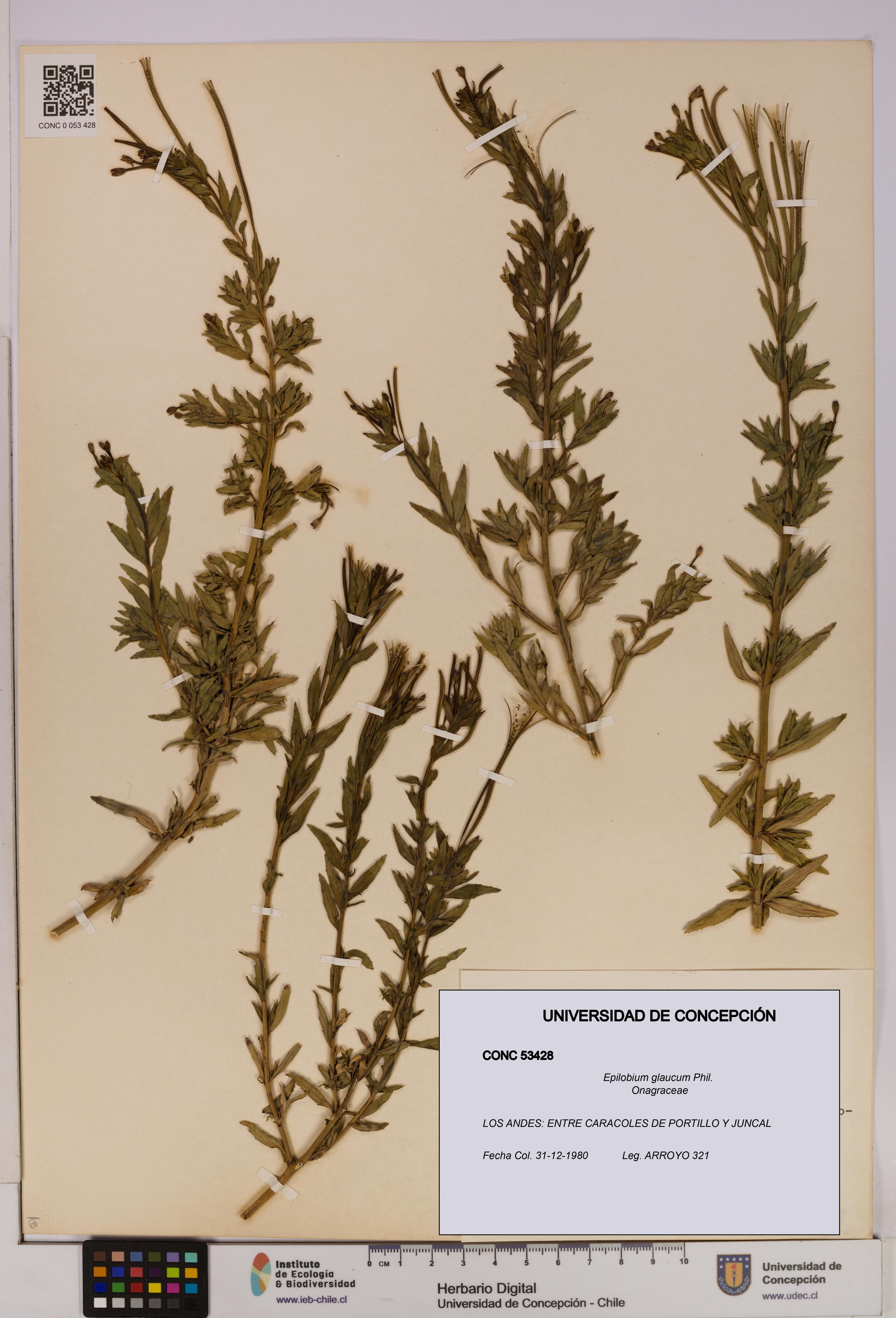 Epilobium glaucum [Espécimen: UDEC:CONC:0053428]