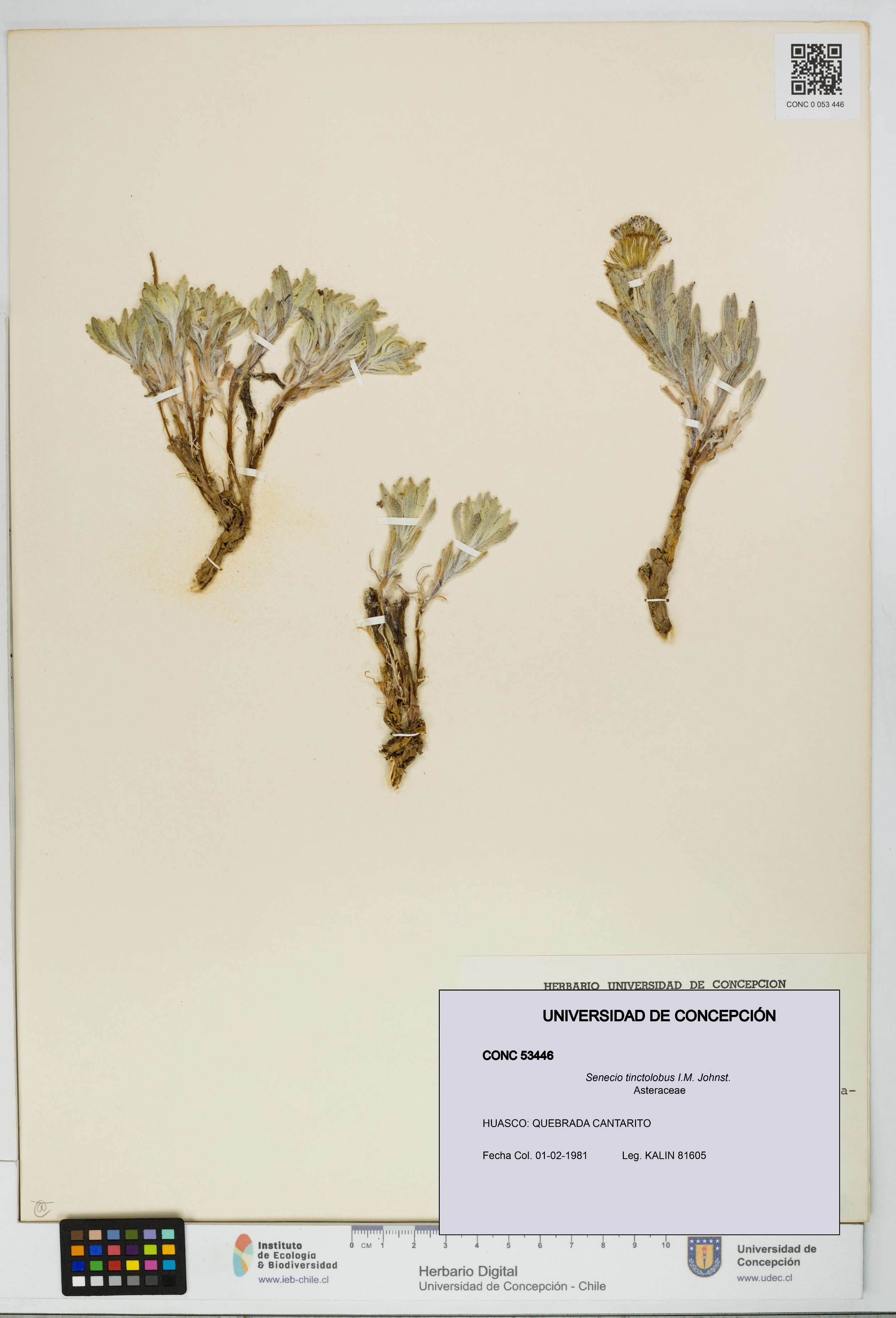 Senecio tinctolobus [Espécimen: UDEC:CONC:0053446]