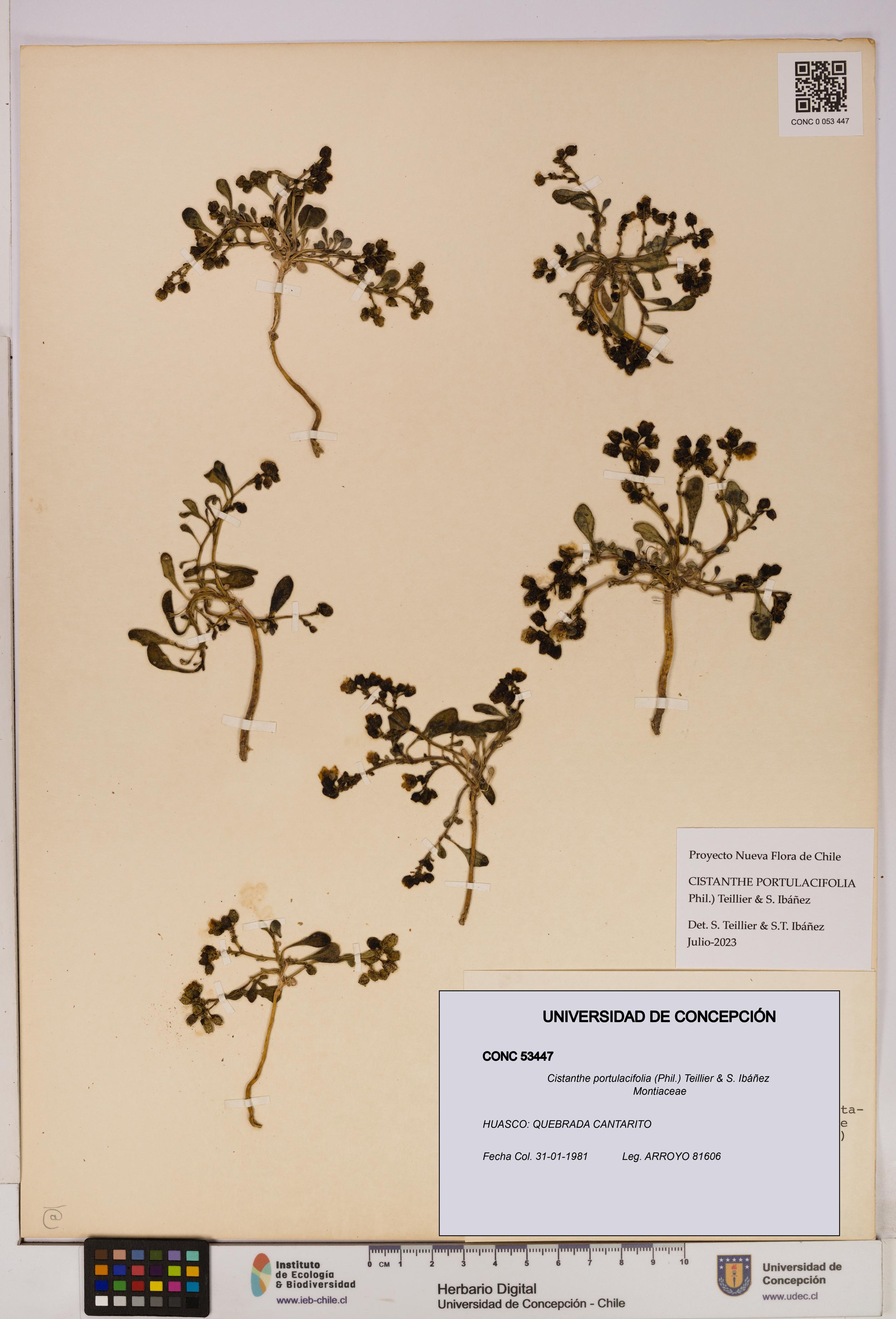 Cistanthe portulacifolia [Espécimen: UDEC:CONC:0053447]