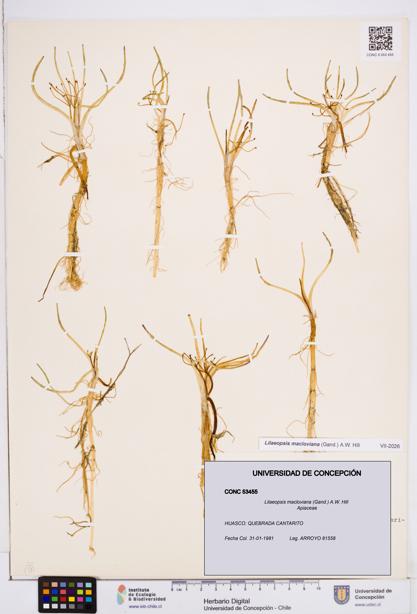 Lilaeopsis macloviana [Espécimen: ]