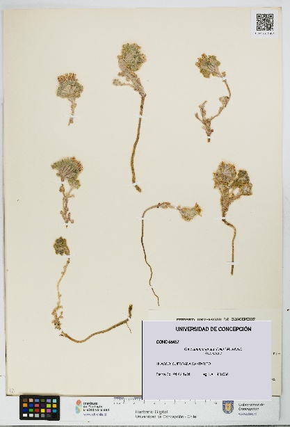 Chaetanthera lanata [Espécimen: UDEC:CONC:0053457]