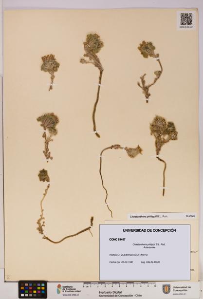 Chaetanthera philippii [Espécimen: UDEC:CONC:0053457]