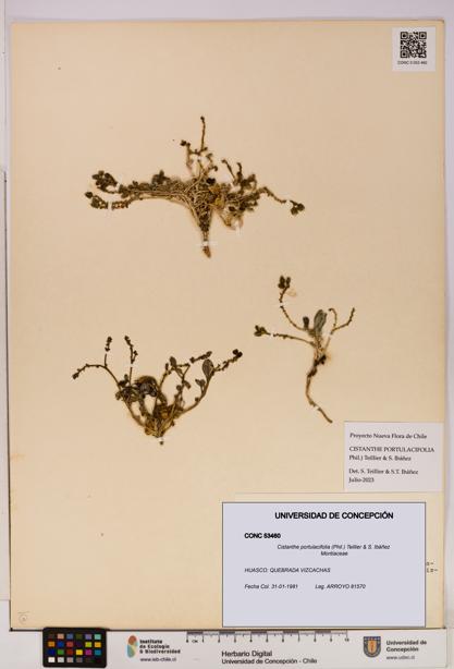 Cistanthe portulacifolia [Espécimen: UDEC:CONC:0053460]