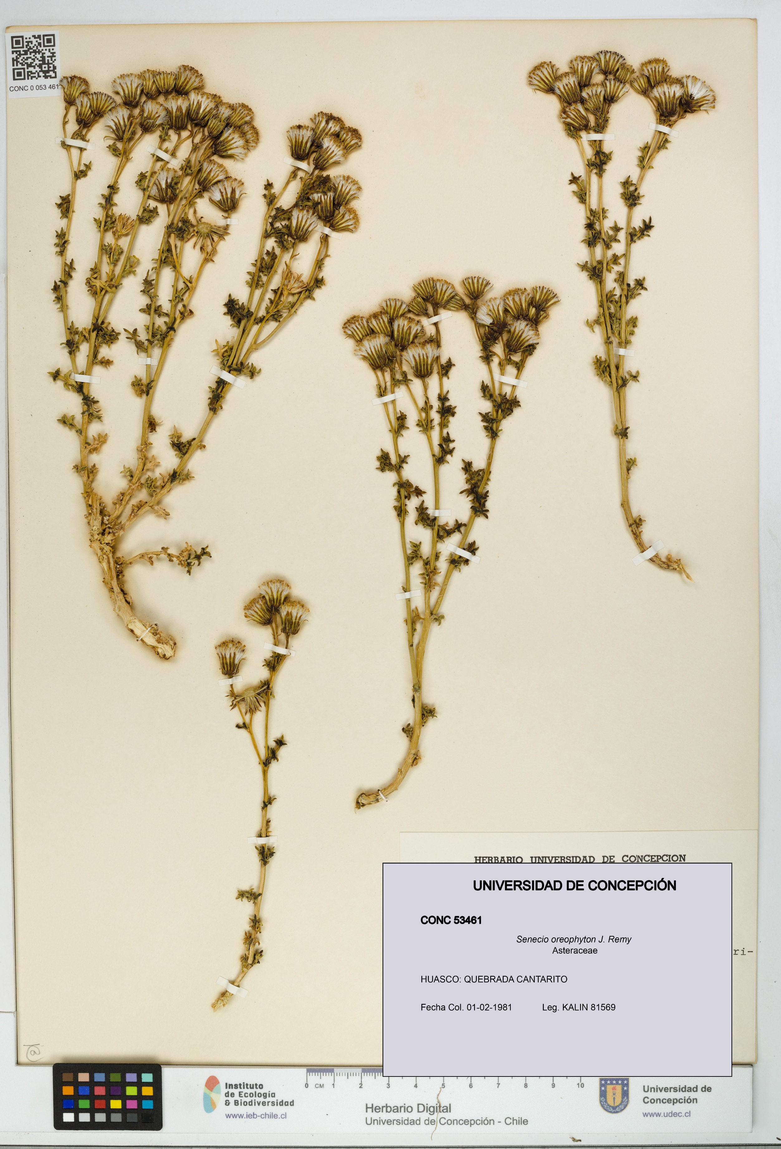 Senecio oreophyton [Espécimen: UDEC:CONC:0053461]