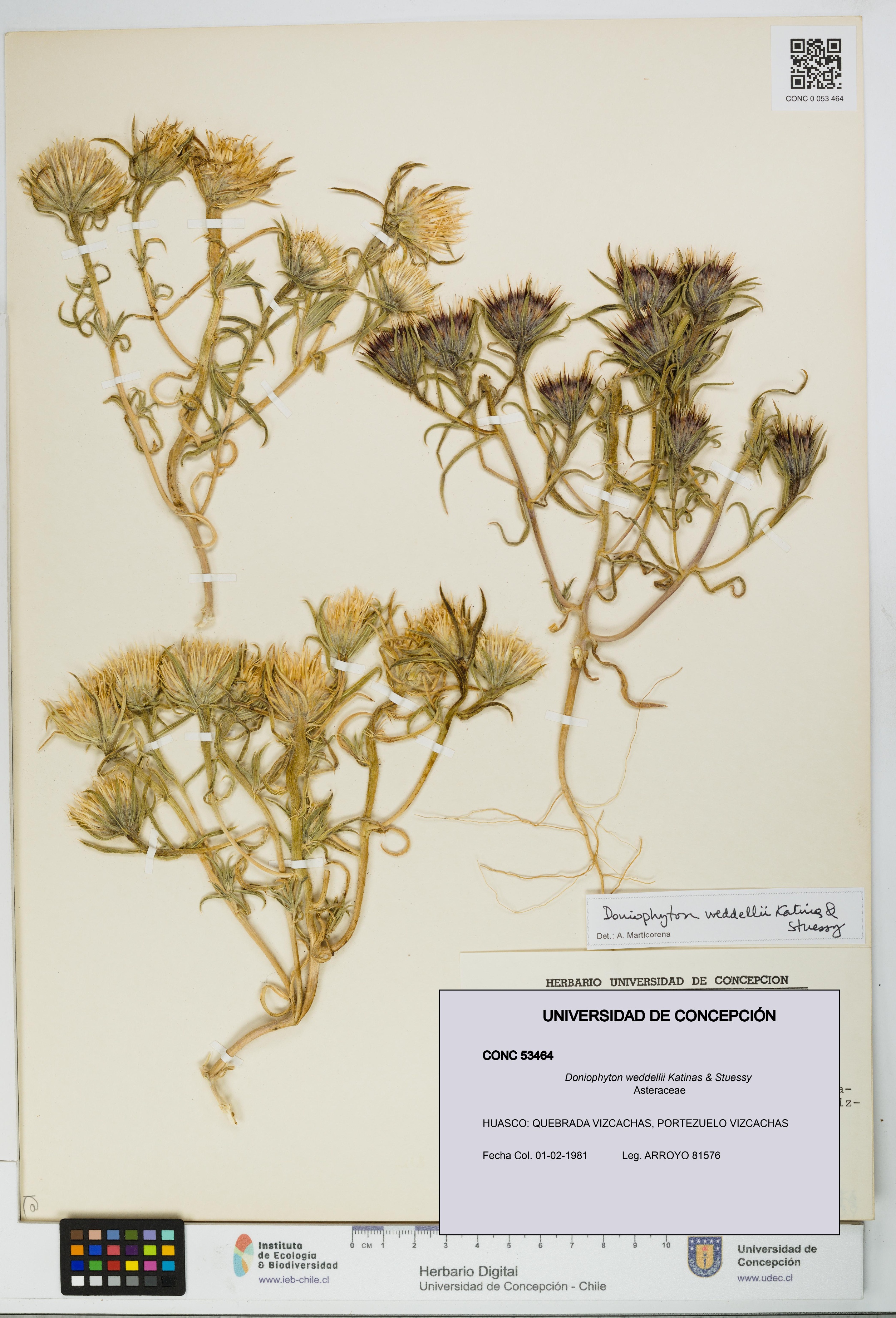 Doniophyton weddellii [Espécimen: UDEC:CONC:0053464]