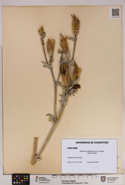 Argemone subfusiformis [Espécimen: UDEC:CONC:0053469]