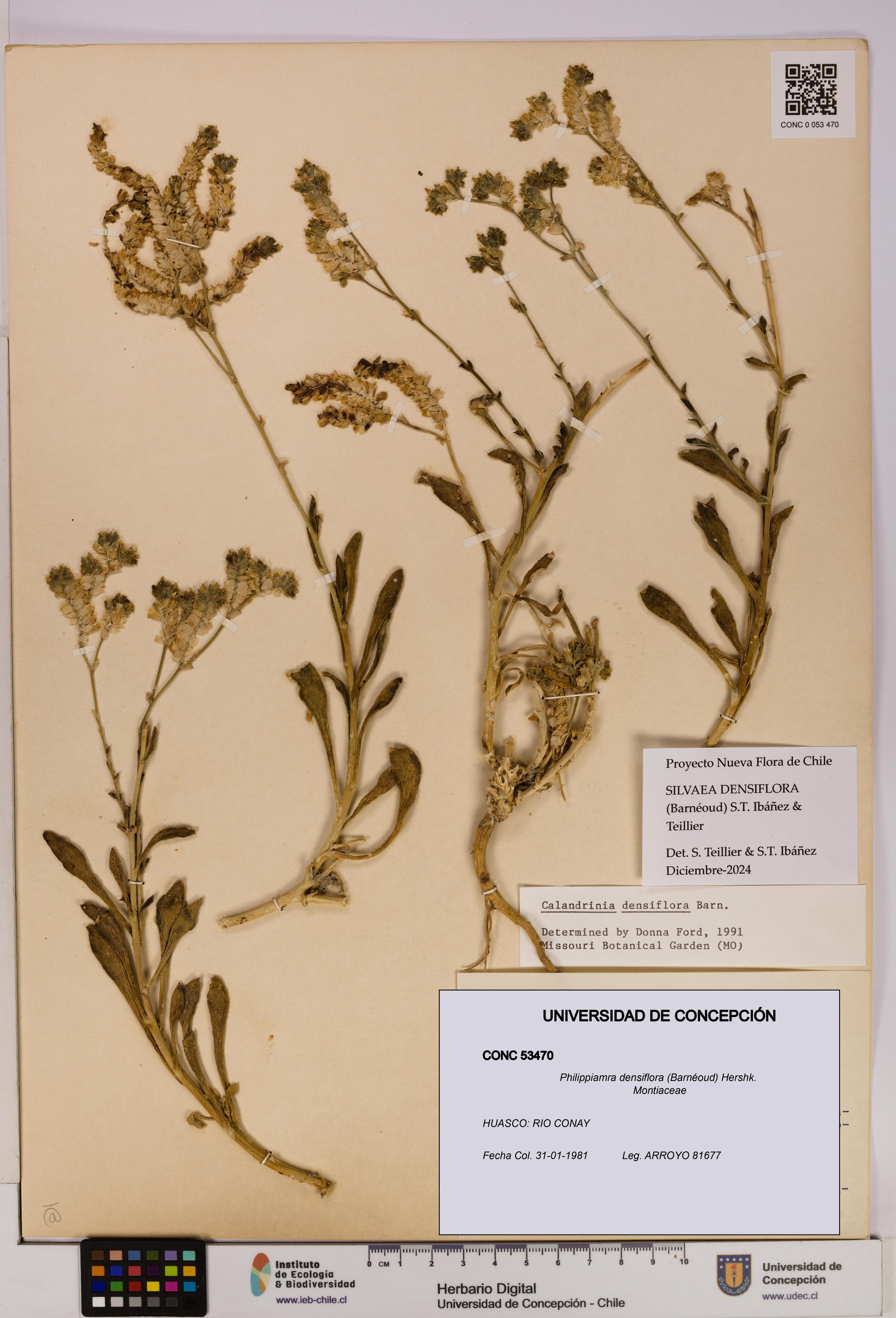 Philippiamra densiflora [Espécimen: ]