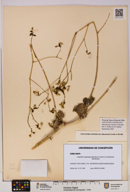 Cistanthe longiscapa [Espécimen: UDEC:CONC:0053473]