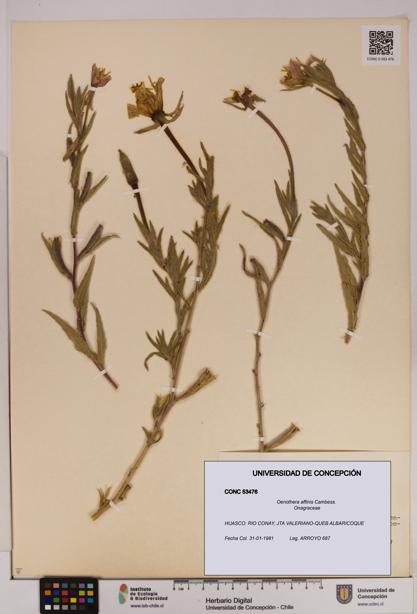 Oenothera affinis [Espécimen: UDEC:CONC:0053476]