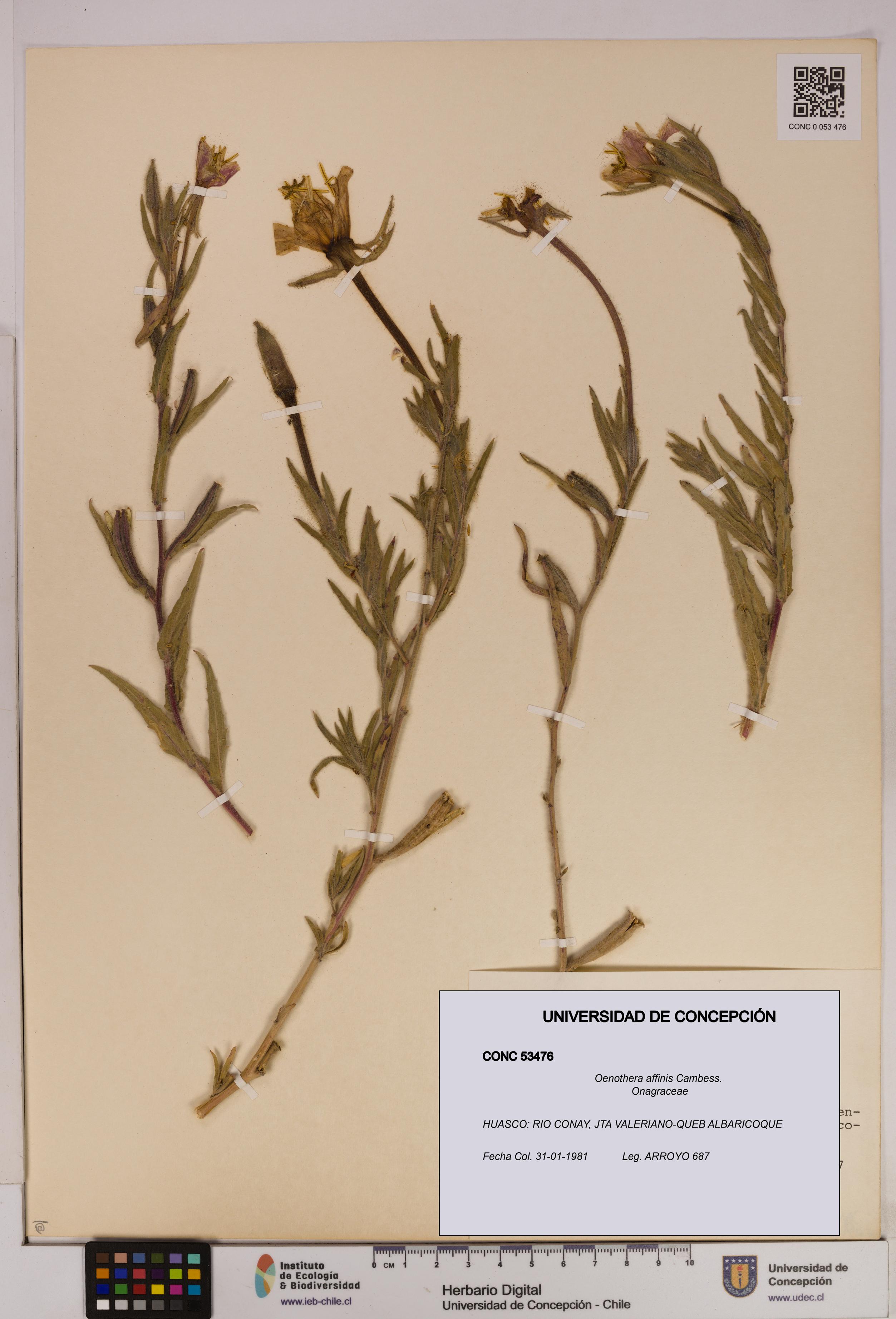 Oenothera affinis [Espécimen: UDEC:CONC:0053476]