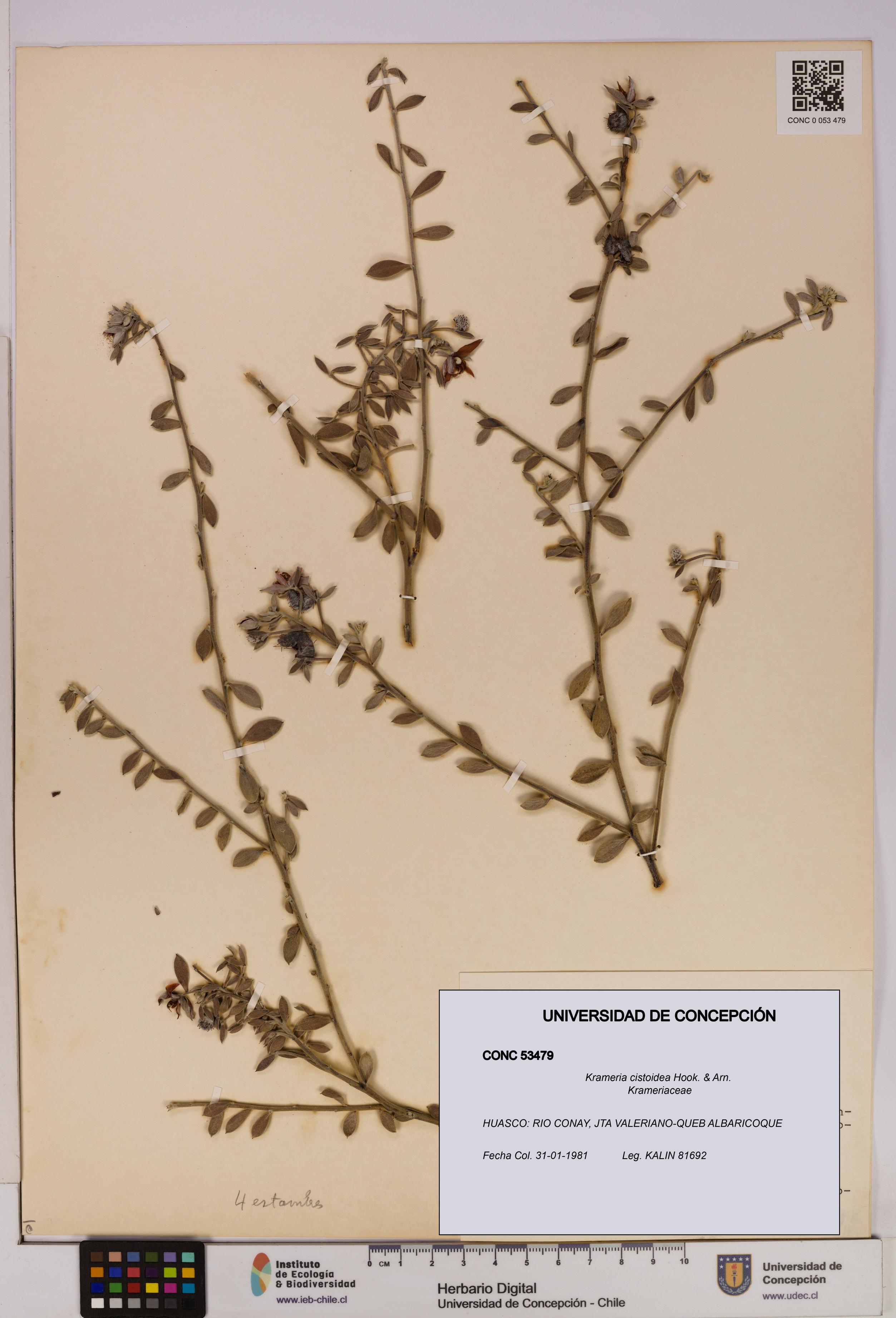 Krameria cistoidea [Espécimen: UDEC:CONC:0053479]