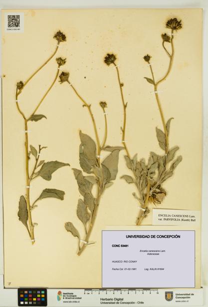 Encelia canescens [Espécimen: UDEC:CONC:0053481]