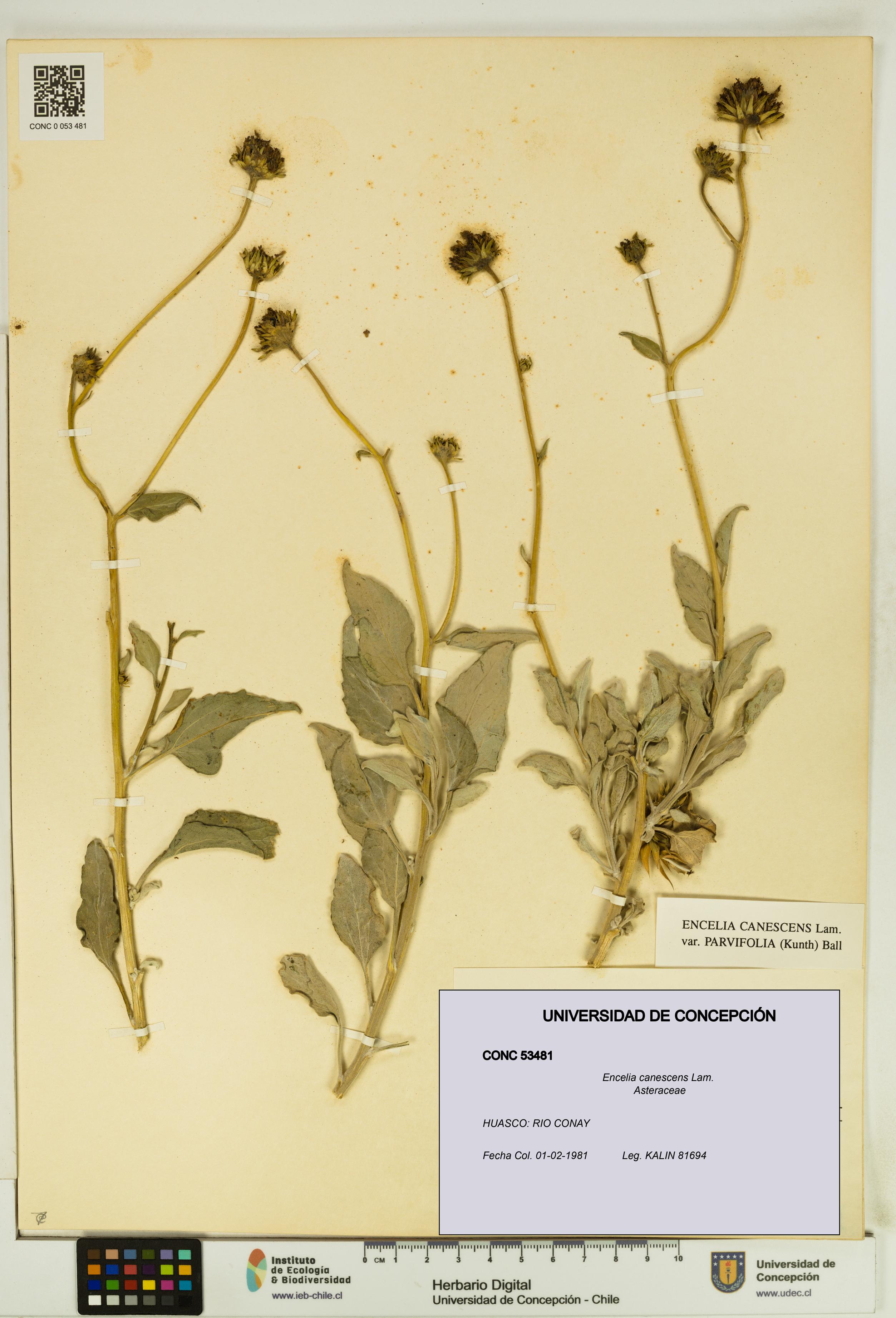 Encelia canescens [Espécimen: UDEC:CONC:0053481]