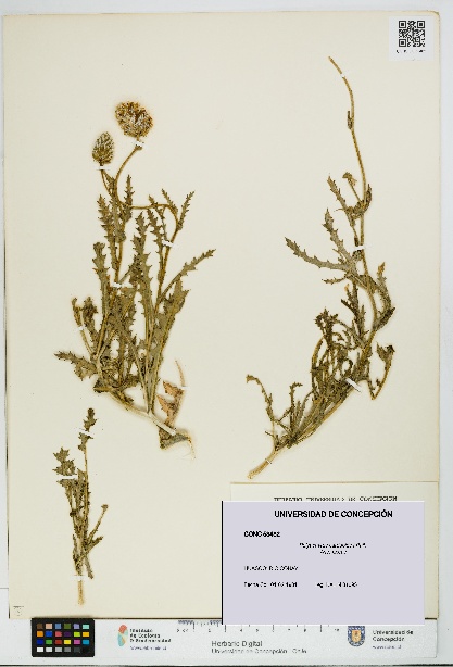 Polyachyrus carduoides [Espécimen: UDEC:CONC:0053482]