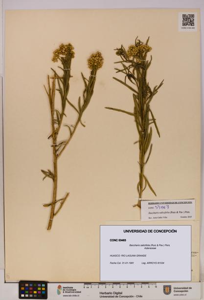 Baccharis salicifolia [Espécimen: UDEC:CONC:0053483]