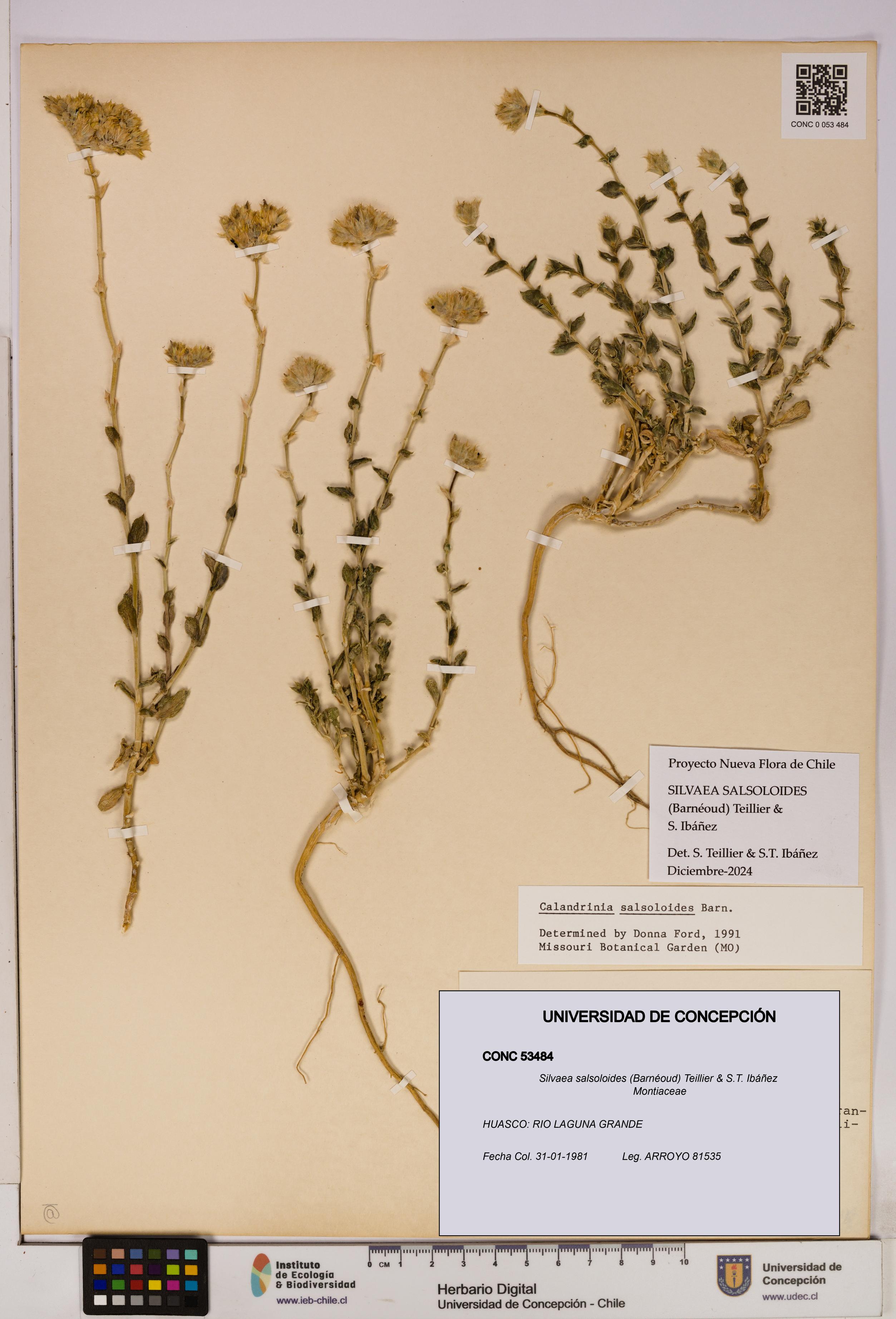 Silvaea salsoloides [Espécimen: UDEC:CONC:0053484]