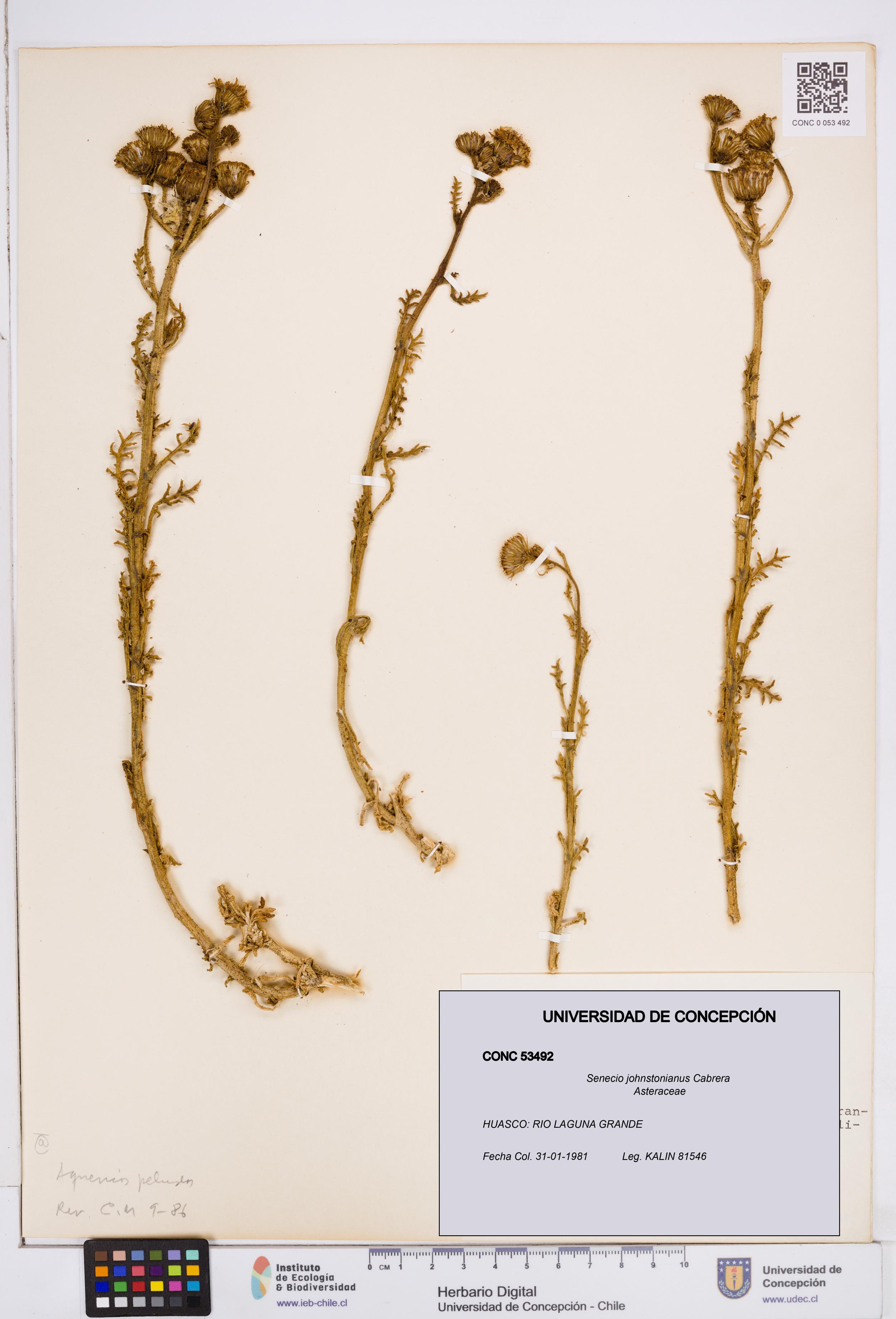 Senecio johnstonianus [Espécimen: ]