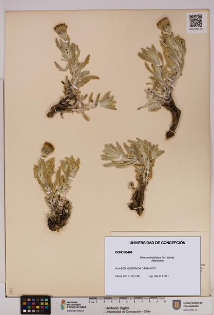Senecio tinctolobus [Espécimen: UDEC:CONC:0053498]