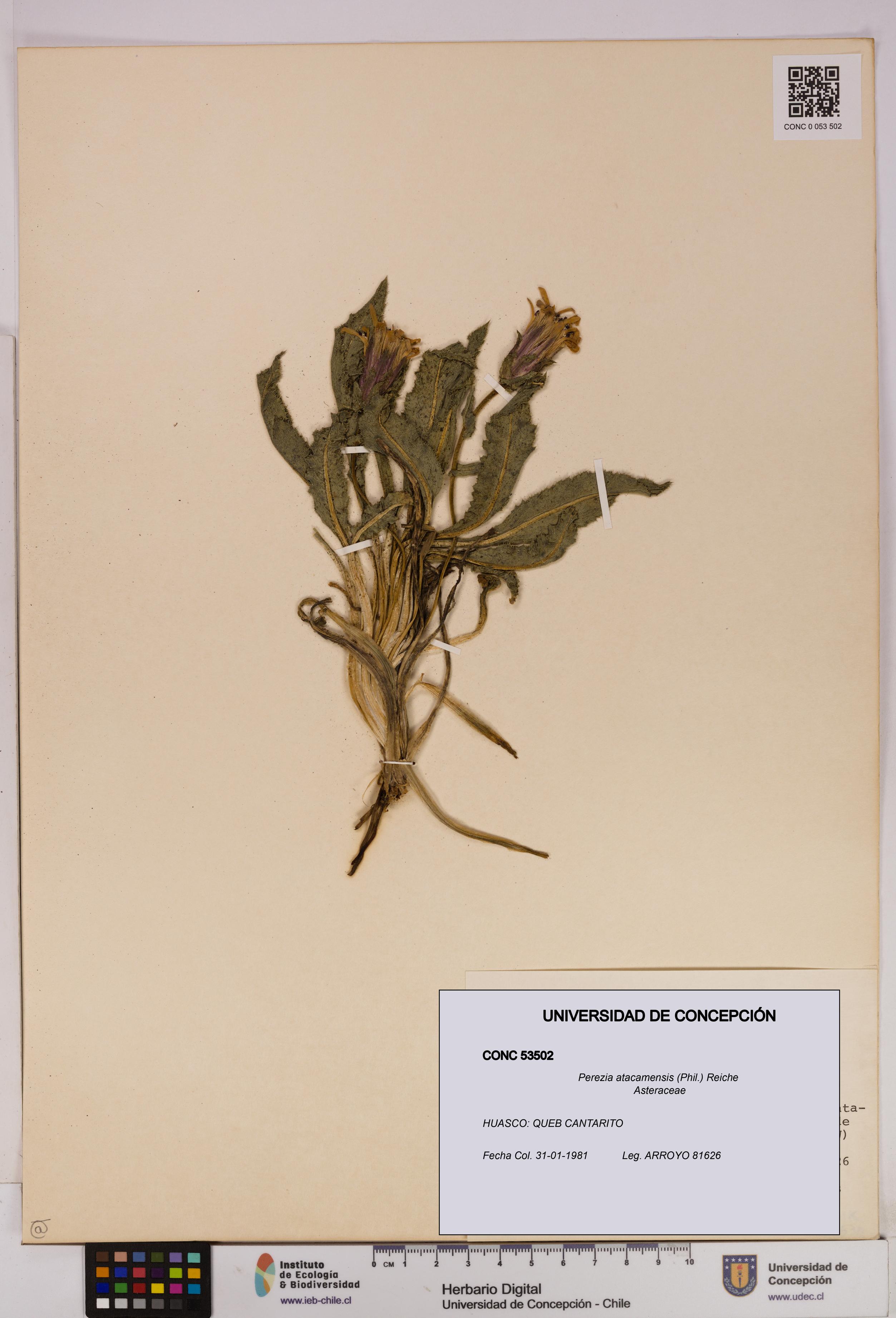Perezia atacamensis [Espécimen: UDEC:CONC:0053502]