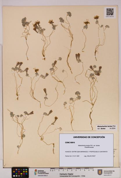 Malesherbia lactea var. lactea [Espécimen: UDEC:CONC:0053510]