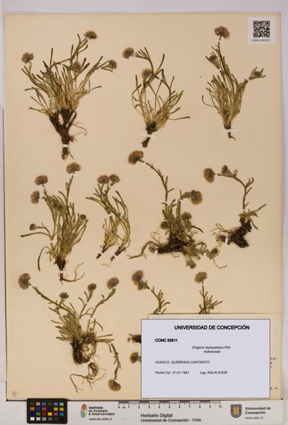 Erigeron leptopetalus [Espécimen: UDEC:CONC:0053511]