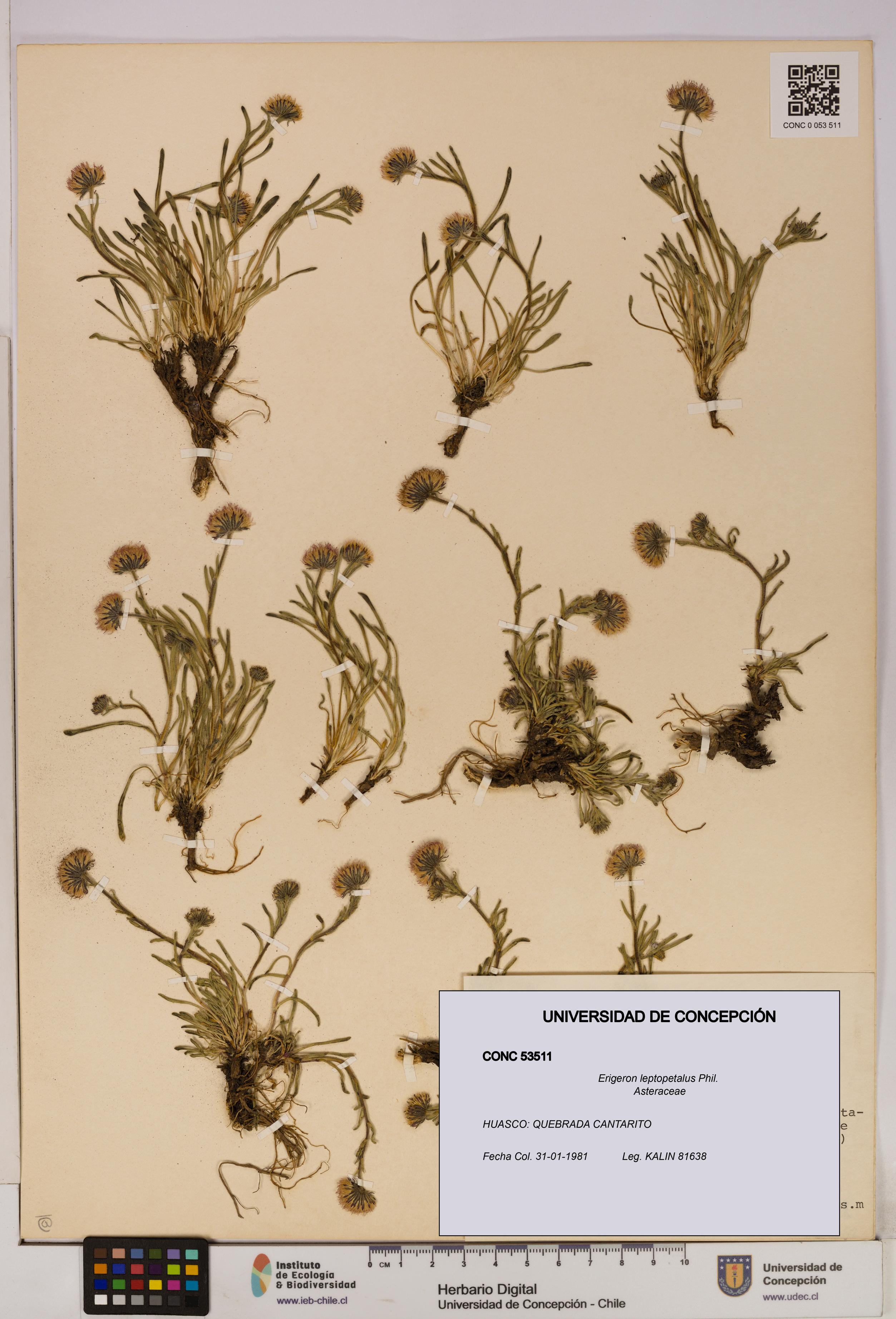 Erigeron leptopetalus [Espécimen: UDEC:CONC:0053511]