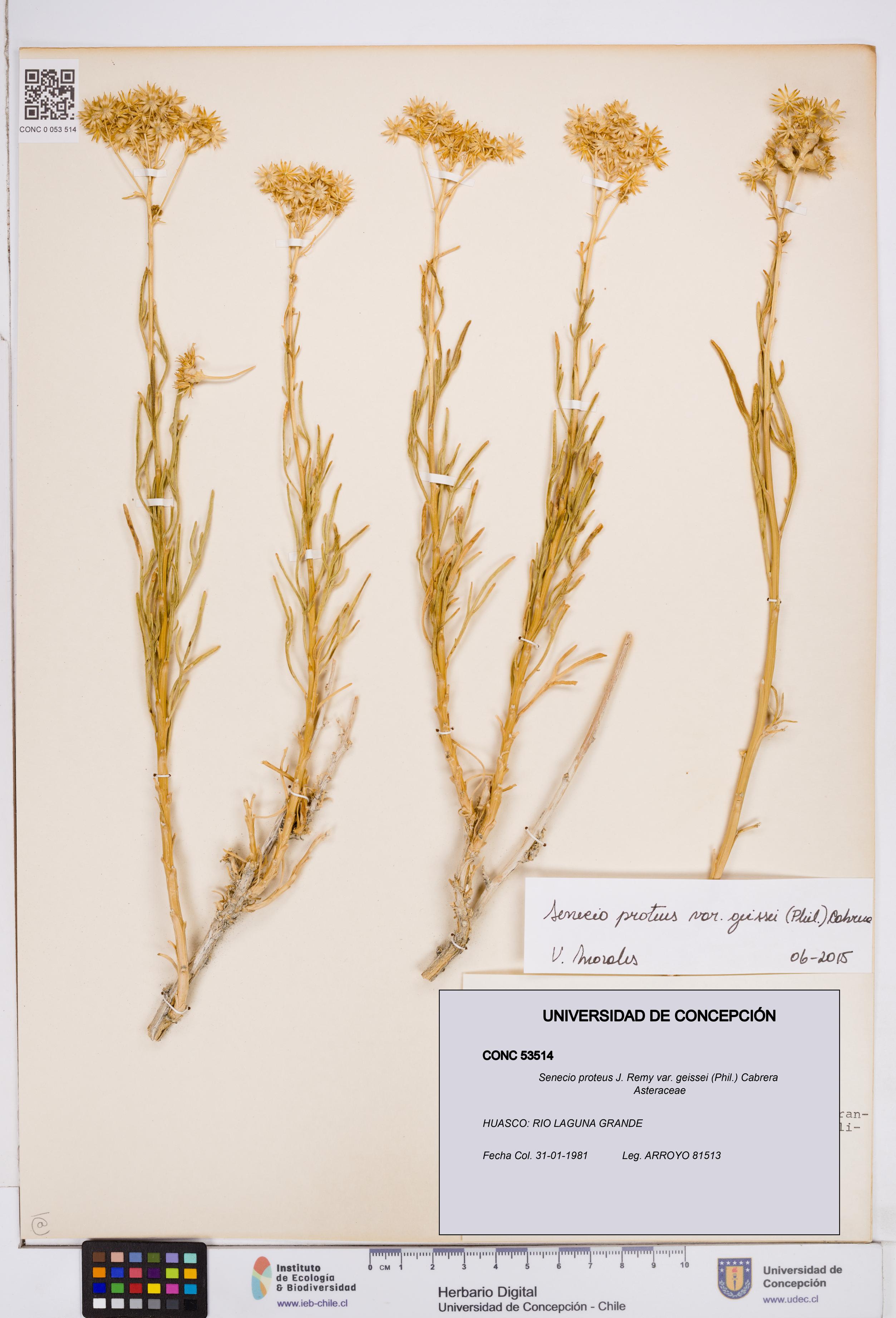 Senecio proteus var. geissei [Espécimen: ]
