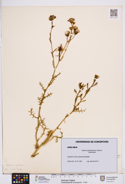 Senecio johnstonianus [Espécimen: ]