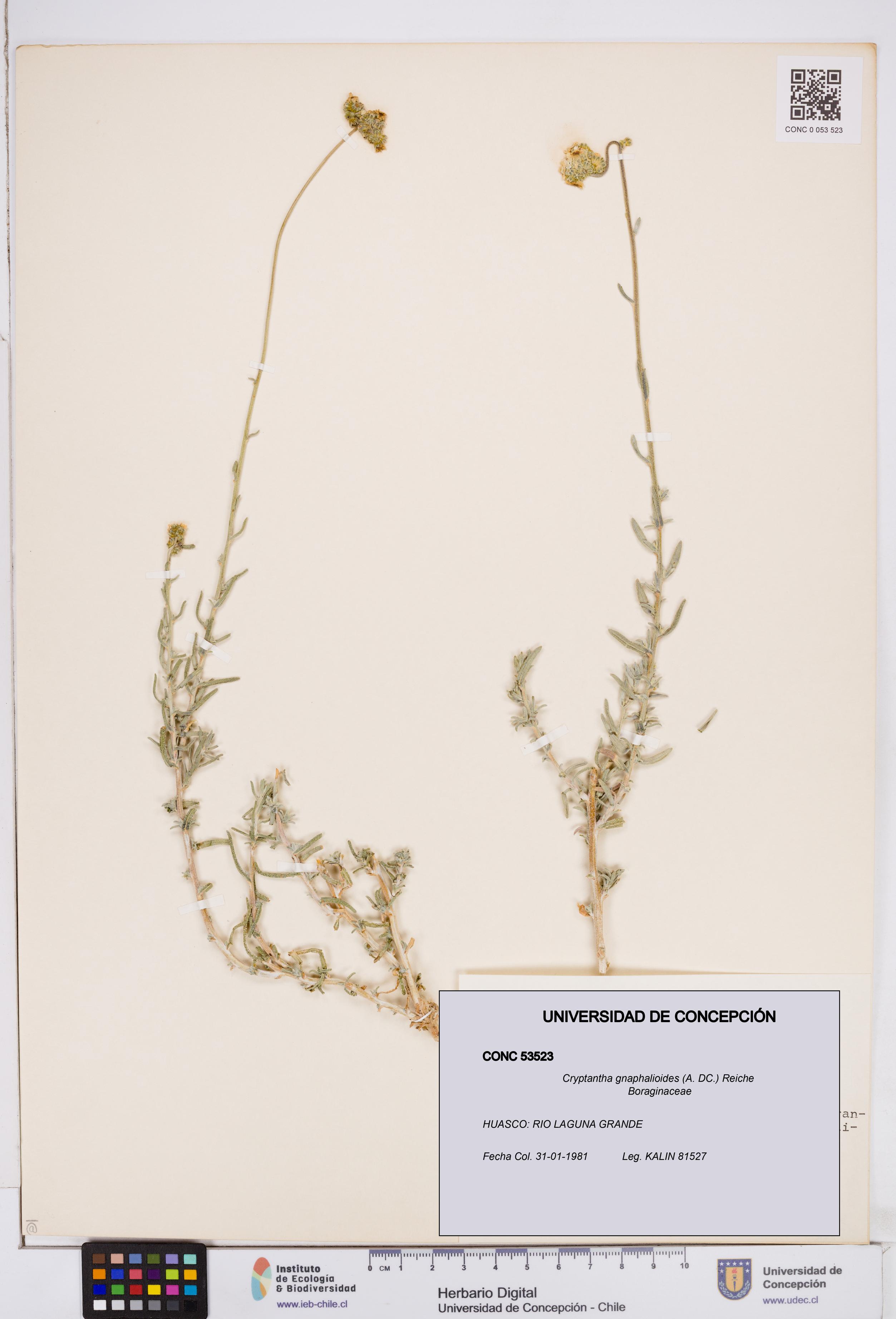 Cryptantha gnaphalioides [Espécimen: ]