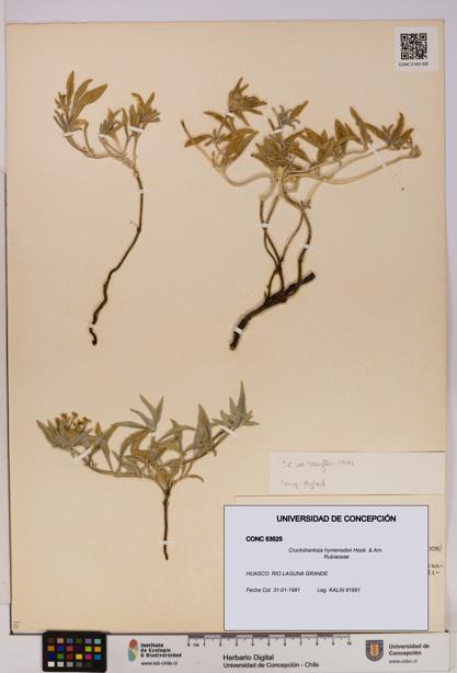 Cruckshanksia hymenodon [Espécimen: UDEC:CONC:0053525]