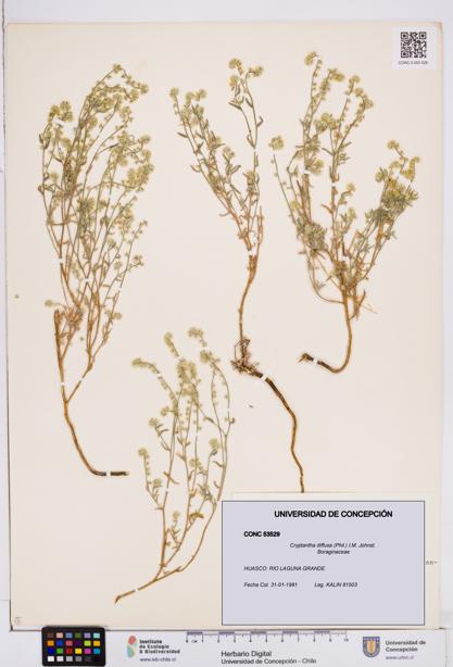 Cryptantha diffusa [Espécimen: ]
