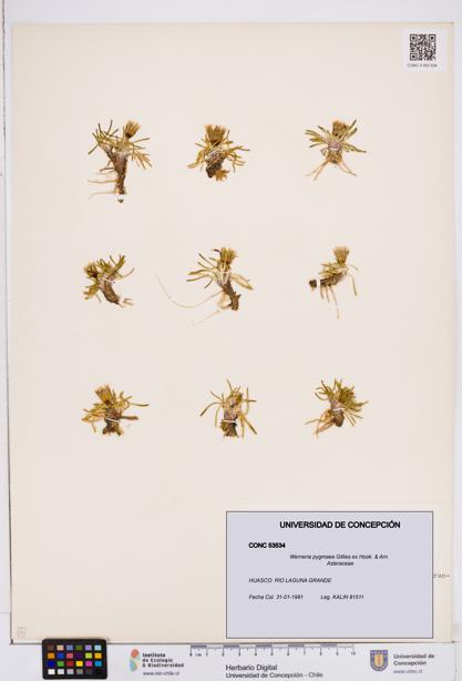 Werneria pygmaea [Espécimen: ]