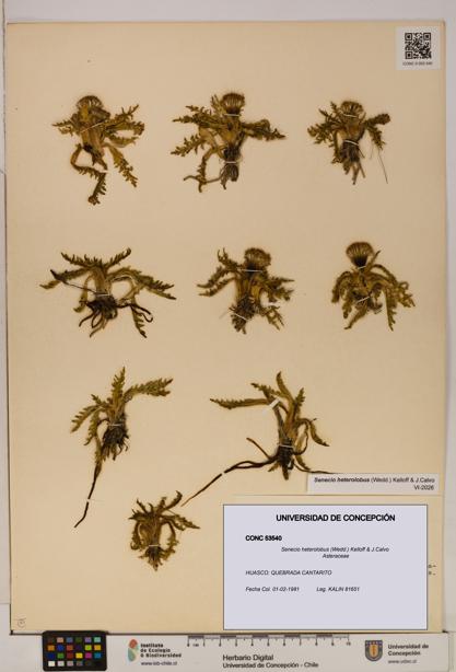 Senecio heterolobus [Espécimen: ]