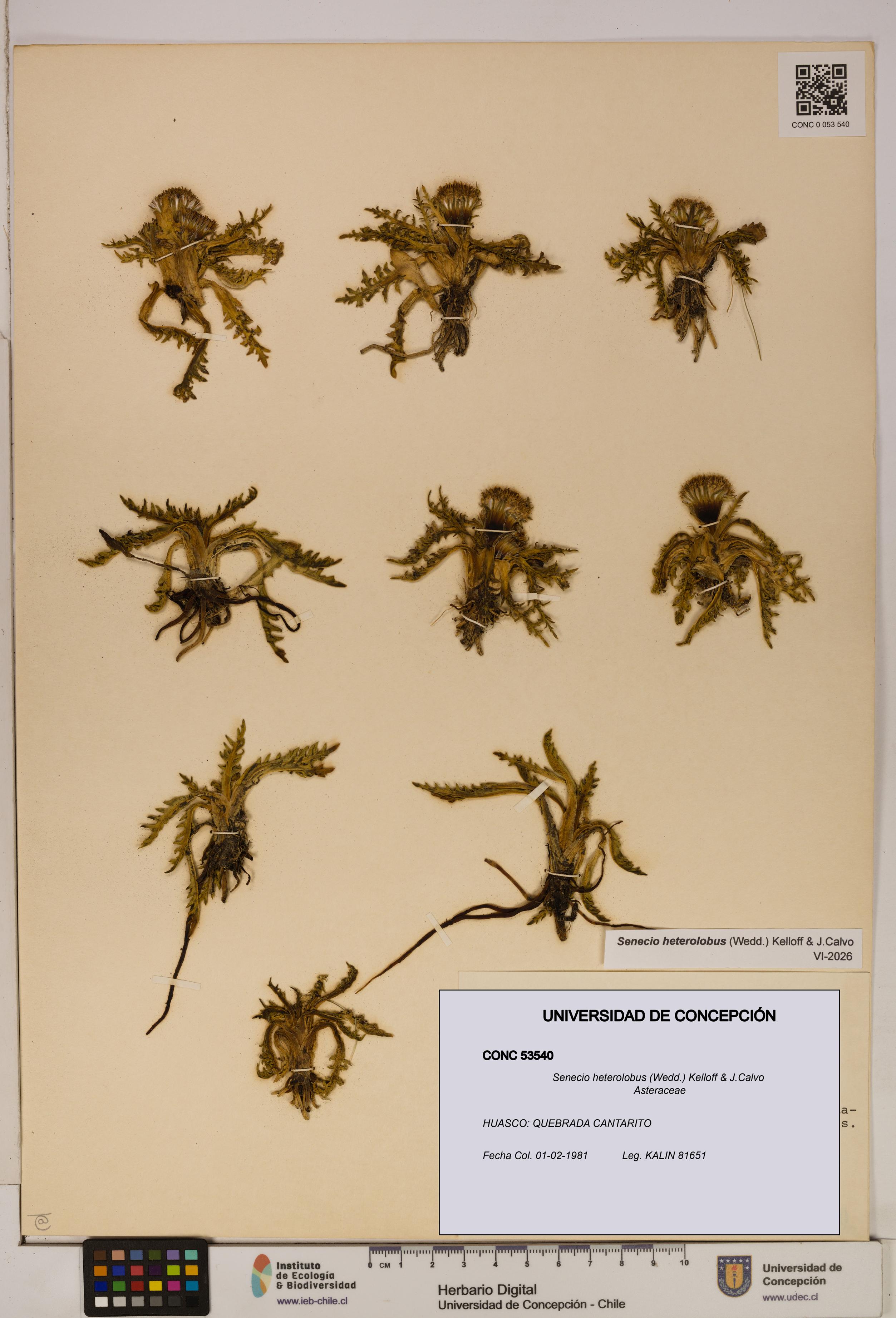 Senecio heterolobus [Espécimen: ]